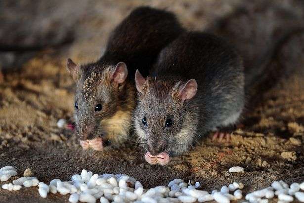 rats chewed newborn baby,while mum dances at a party