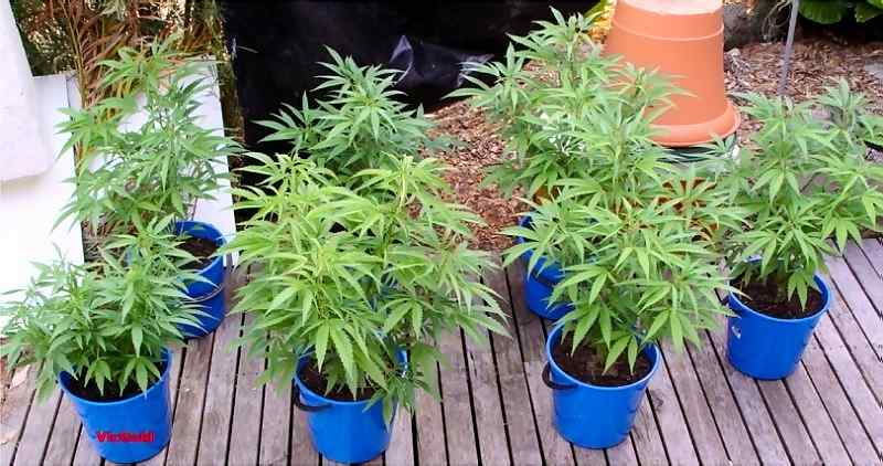 a britishman in dubai caught growing marijuana in his flat.