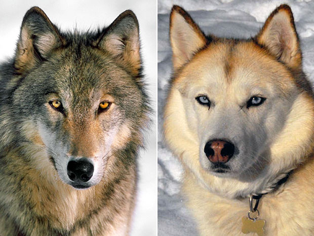 Wolf-and-dog
